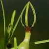 ceropegia noorjahanii