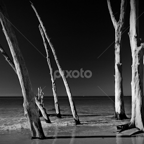 Deadwood by Jeremy Barton - Landscapes Beaches