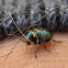 Casebearer Beetle