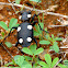 six-spot ground beetle