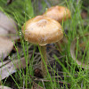 Panaeolus sp. mushroom