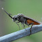 Sawfly