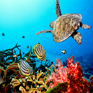 Under Sea Wallpaper 1.0