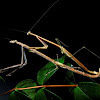 Louva-a-deus graveto / Stick mantis