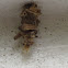 Little log cabin Bag Moth