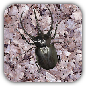 Rhinoceros beetle Wallpaper logo