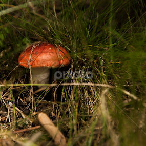 wandering the woods by Daniel Budau - Nature Up Close Mushrooms & Fungi