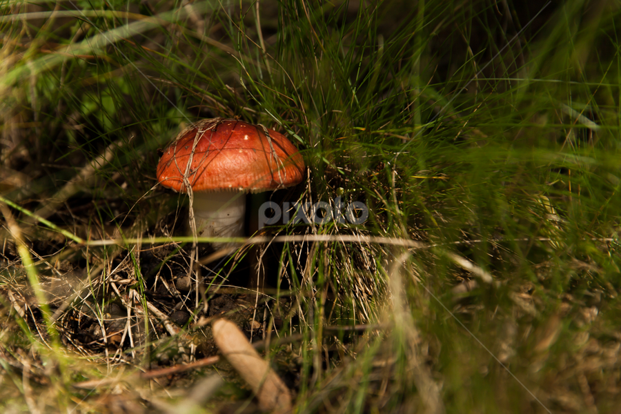 wandering the woods by Daniel Budau - Nature Up Close Mushrooms & Fungi