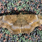 Mycerina Moth