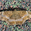 Mycerina Moth