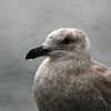 Glaucous-winged Gull (juvenile)