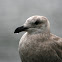 Glaucous-winged Gull (juvenile)