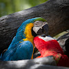Blue and Yellow, and Red and Green Macaws