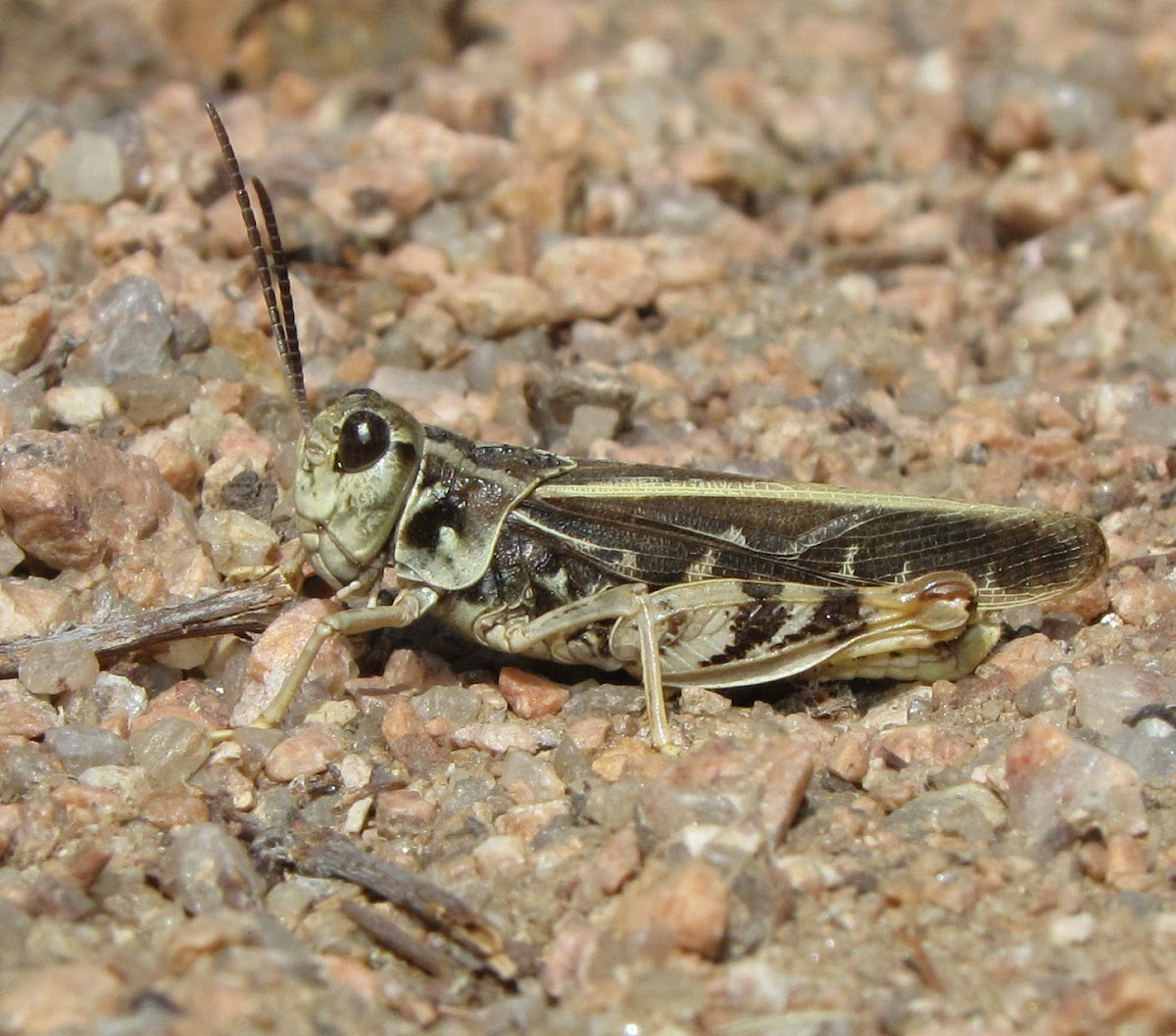 Red-shanked Grasshopper