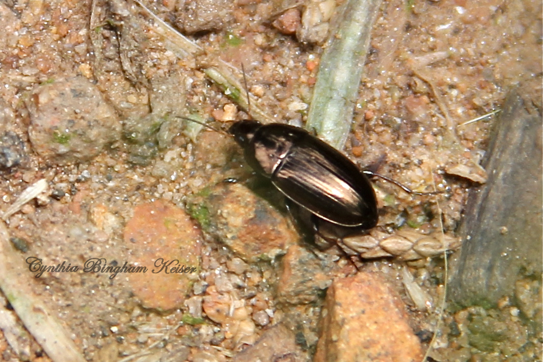 Seed-Eating Ground Beetle