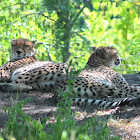 Cheetah Male & 2 Females