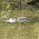 Alligator