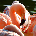 American flamingo