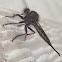 Robber Fly ♁
