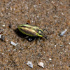 Broad-Nosed Weevil