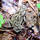 Fowler's toad