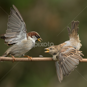 passer sparrow by Dragomir Taborin - Animals Birds