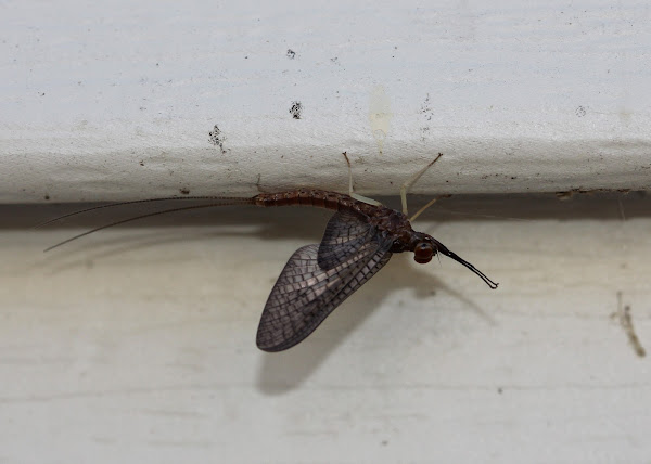 Mahogany Dun Mayfly | Project Noah