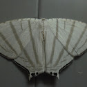 Uraniidae Moth