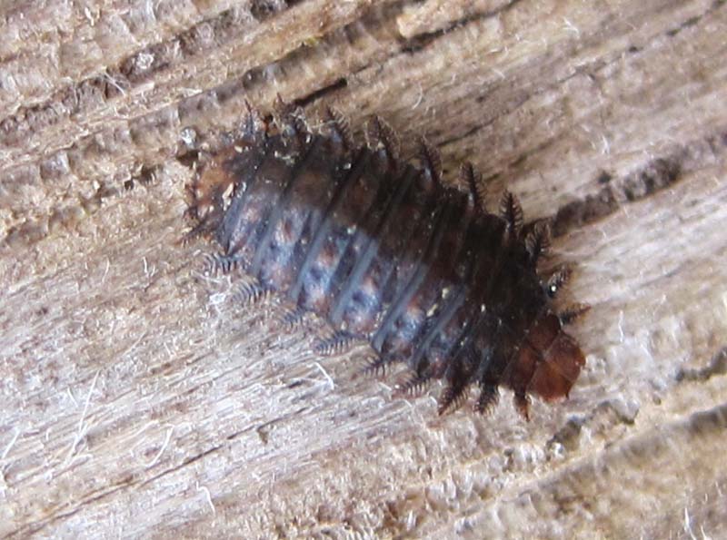 Fanniidae Larva (Fly)