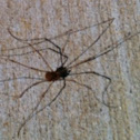  Granddaddy Long-legs