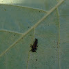 Asian lady beetle larvae