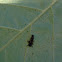 Asian lady beetle larvae