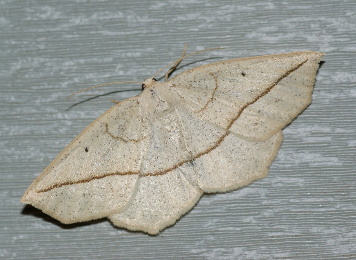 Confused Eusarca Moth