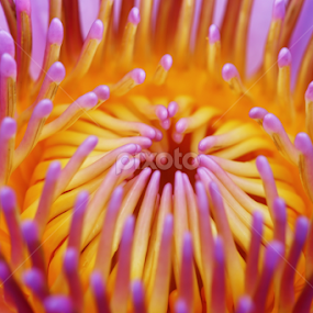 by Md Mamunur Rahman - Abstract Macro