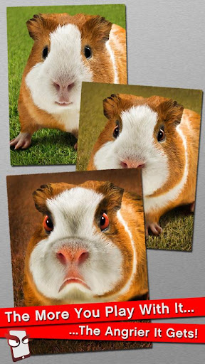 Angry Guinea Pig Free