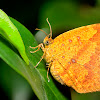 Butterfly-moth
