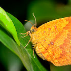 Butterfly-moth