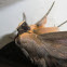 Old Southern Lady Moth -2