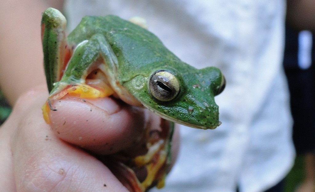 Malabar Flying Frog