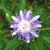 Purple Passion Flower
