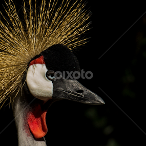 by Mike Gonzales - Animals Birds