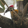 Black-rumped Woodpecker