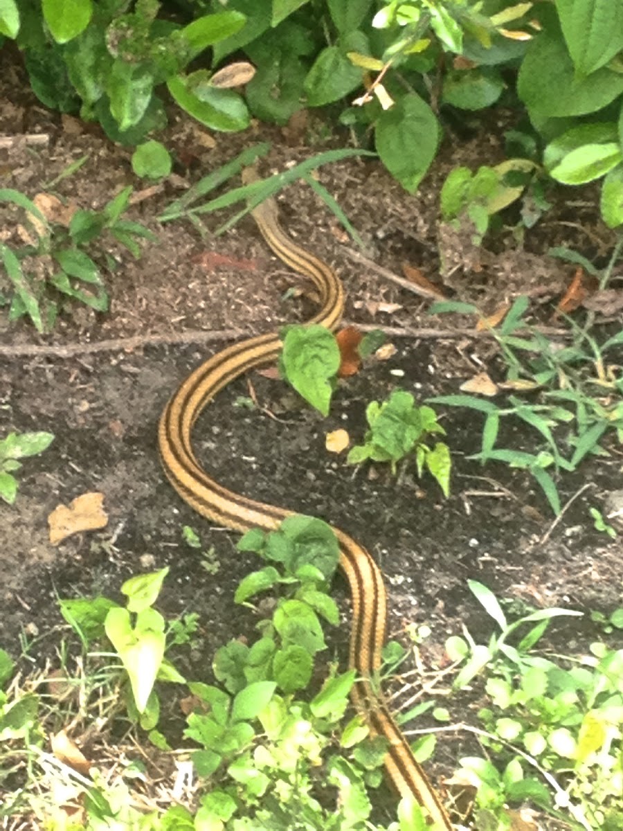 Eastern (Yellow) Rat Snake