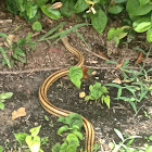 Eastern (Yellow) Rat Snake