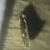 Bird Nest Moth