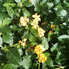 Lantana