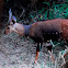 Antelope - Bushbuck; Swahili - Mbawala