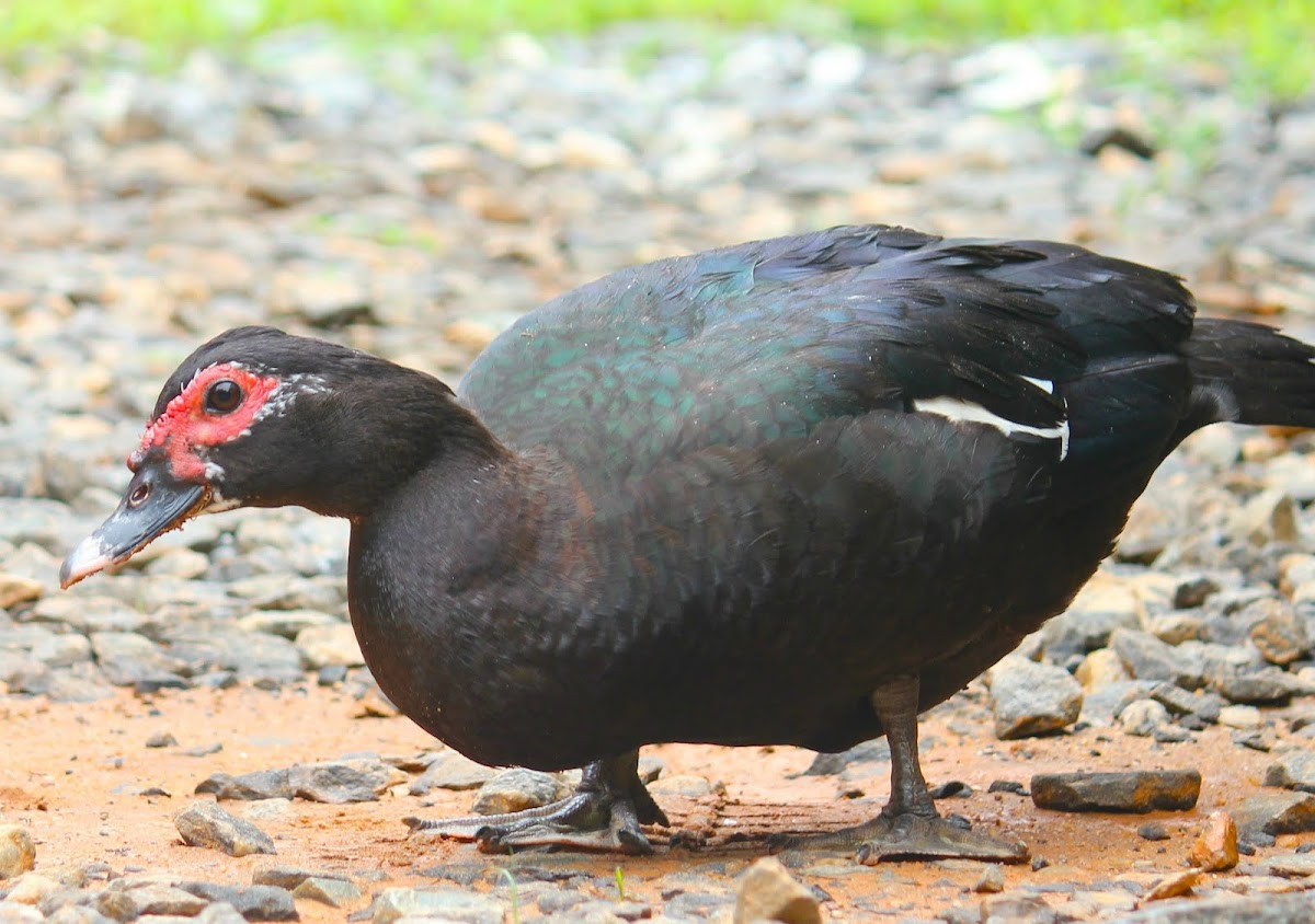 Muscovy Duck