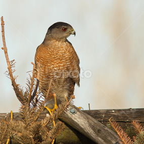 Cooper's Hawk by Robert Huebner - Animals Birds