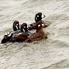 Harlequin duck